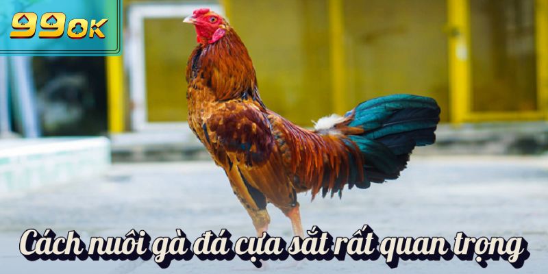 Cách nuôi gà đá cựa sắt rất quan trọng