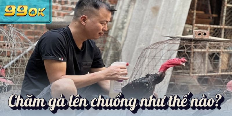 Gà Chọi Mấy Tháng Thì Lên Chuồng & Cách Nuôi Gà Chọi A-Z 3 Chăm gà lên chuồng như thế nào?