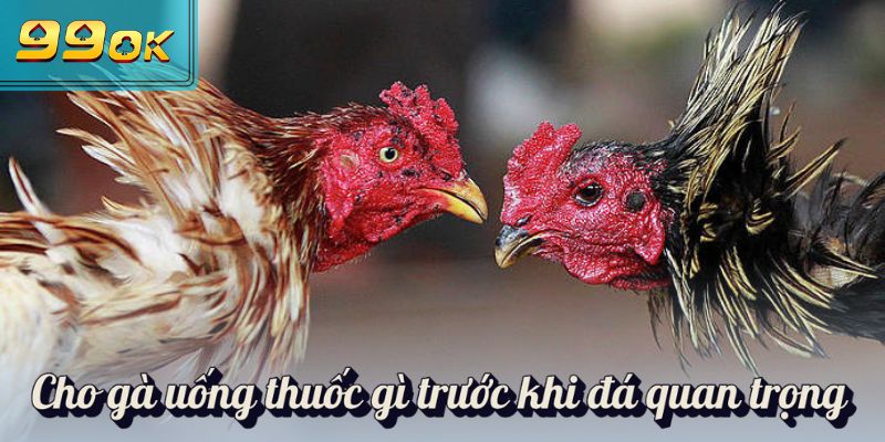 Cho gà uống thuốc gì trước khi đá quan trọng