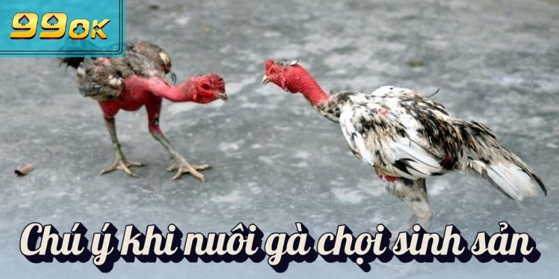 Kỹ Thuật Nuôi Gà Chọi Sinh Sản Chuẩn Khoa Học Mới Cập Nhật 3 Chú ý khi nuôi gà chọi sinh sản