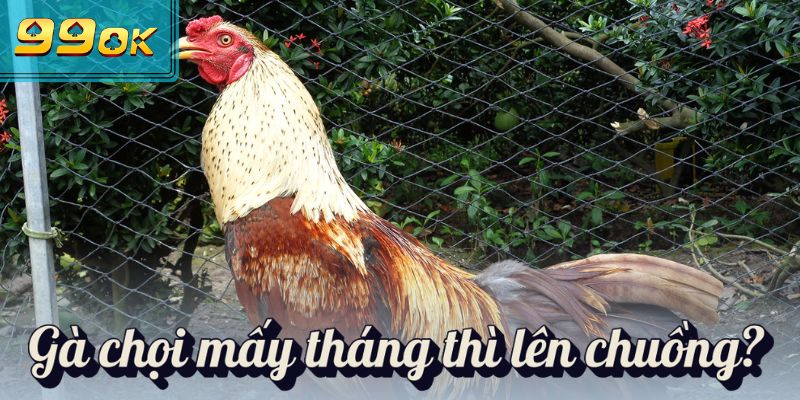 Gà Chọi Mấy Tháng Thì Lên Chuồng & Cách Nuôi Gà Chọi A-Z 1 Gà chọi mấy tháng thì lên chuồng?