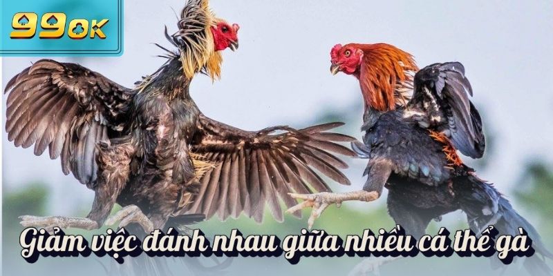 Gà Chọi Mấy Tháng Thì Lên Chuồng & Cách Nuôi Gà Chọi A-Z 2 Giảm việc đánh nhau giữa nhiều cá thể gà