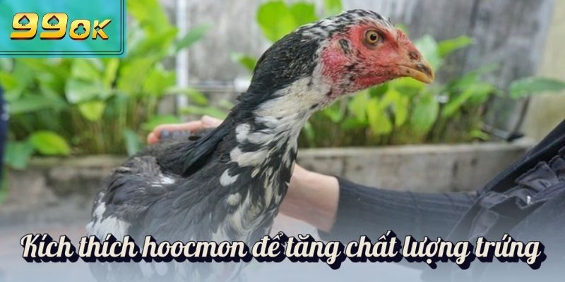 Kỹ Thuật Nuôi Gà Chọi Sinh Sản Chuẩn Khoa Học Mới Cập Nhật 2 Kích thích hoocmon để tăng chất lượng trứng