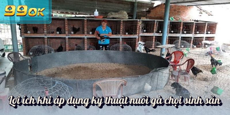 Kỹ Thuật Nuôi Gà Chọi Sinh Sản Chuẩn Khoa Học Mới Cập Nhật 1 Lợi ích khi áp dụng kỹ thuật nuôi gà chọi sinh sản