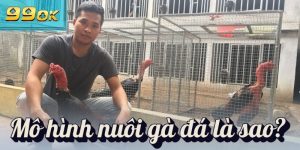 Mô hình nuôi gà đá là sao?