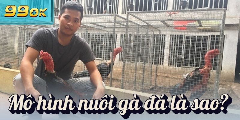 Mô Hình Nuôi Gà Đá Tiết Kiệm Mang Về Hiệu Quả Bất Ngờ 1 Mô hình nuôi gà đá là sao?
