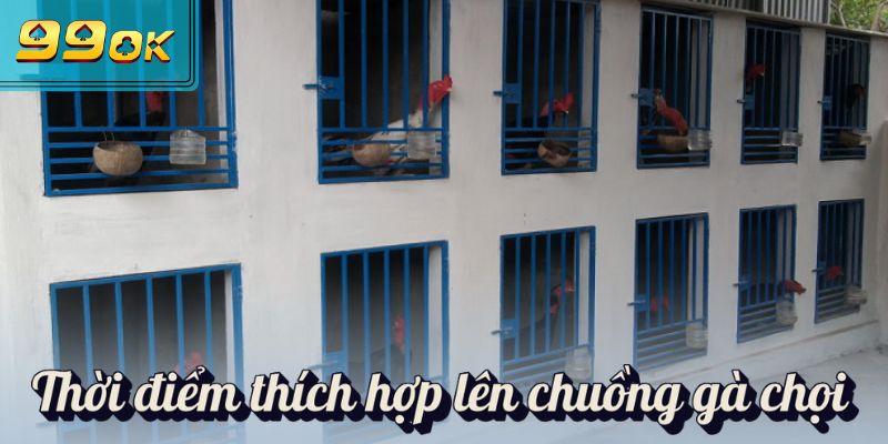 Thời điểm thích hợp lên chuồng gà chọi