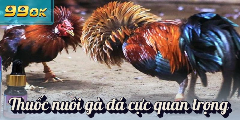 Thuốc Nuôi Gà Đá - Nâng Tầm Chiến Kê, Bách Chiến Bách Thắng 1 Thuốc nuôi gà đá cực quan trọng