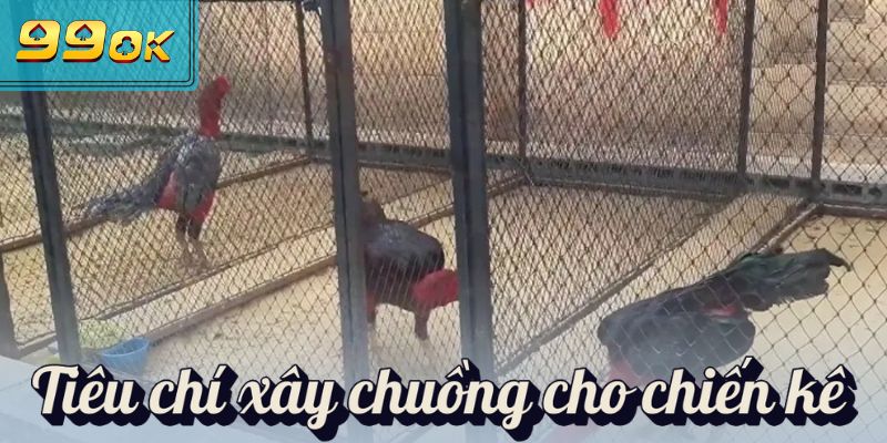 Tiêu chí xây chuồng cho chiến kê